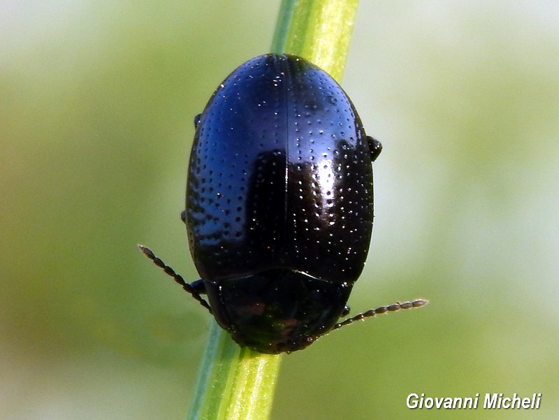 Serie di Chrysomelidae del Parco del Ticino